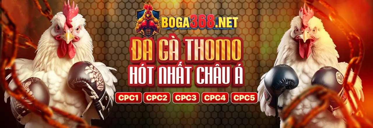 Đá gà trực tuyến sôi động tại so5cc win 2026